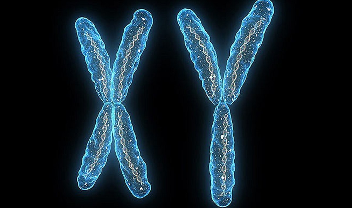 cromosomi-metodo-Shettles