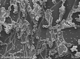 Biofilm di Candida