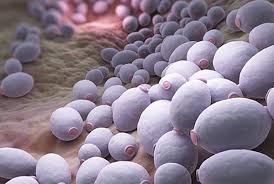 candida e vaginite candida albicans