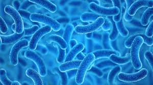 lattobacilli contro la candida